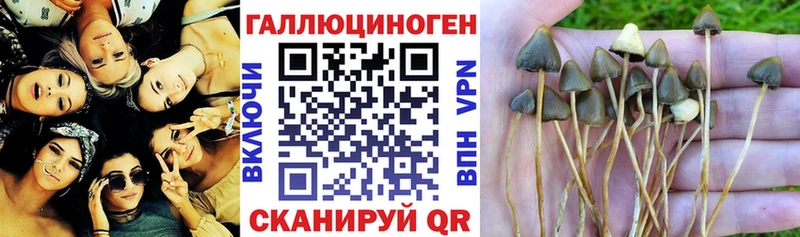 Галлюциногенные грибы Psilocybe  гидра tor  Гулькевичи 